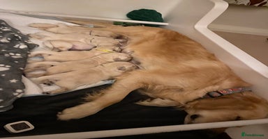 Golden Retriever dogs - Advert 5