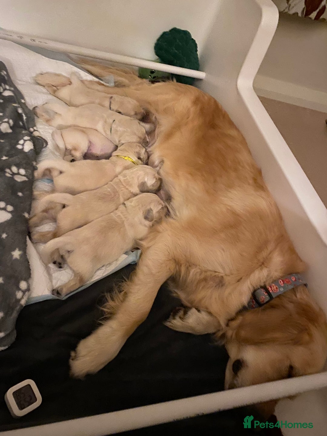 Golden Retriever dogs for sale: Fluffy Cream & Gold Golden Retriever Puppies - Image 2