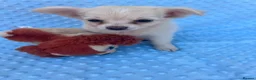 Chihuahua dogs for sale: Chihuahua puppies - Advert 5