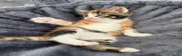 Maine Coon cats for sale: LAST FEMALE TORTOISESHELL MAINE COON X  - Advert 5