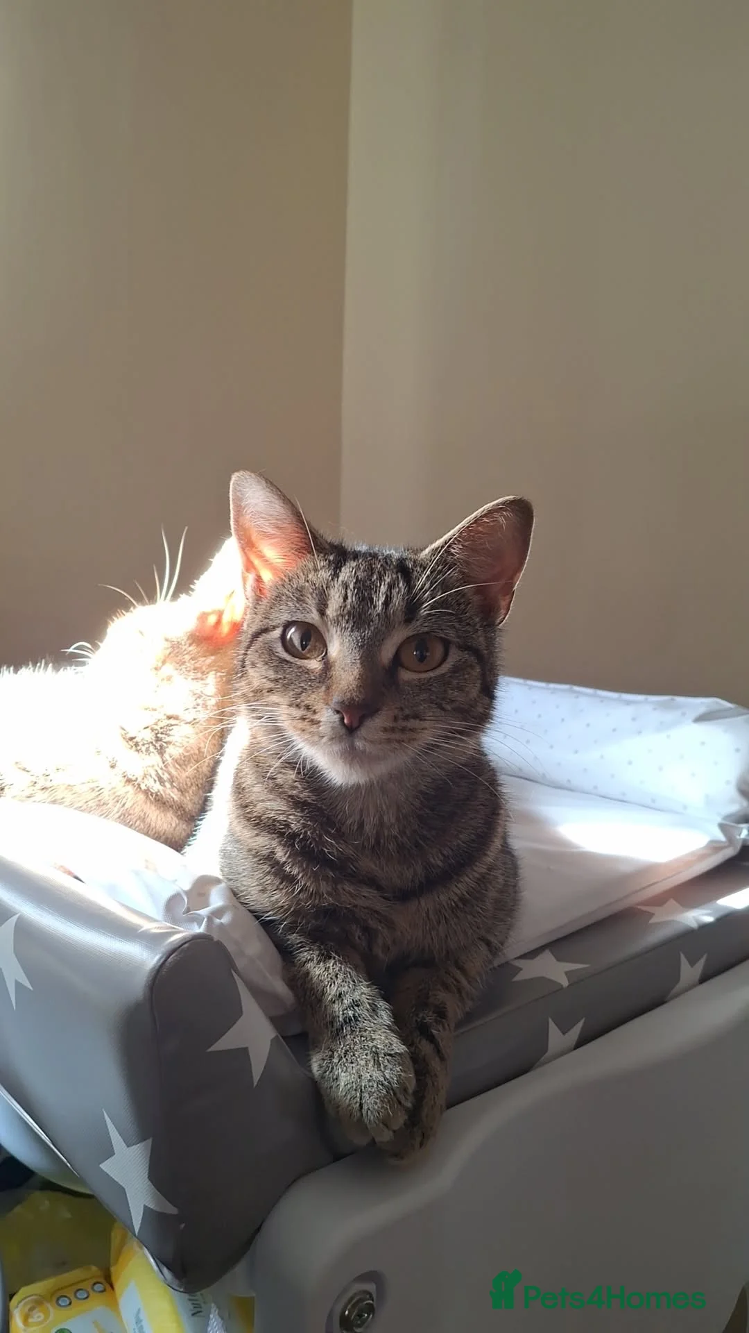 British Shorthair cats for sale: pure tabby kittens - Advert 21