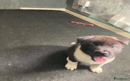 Akita dogs for sale: Akita puppies  - Image 14