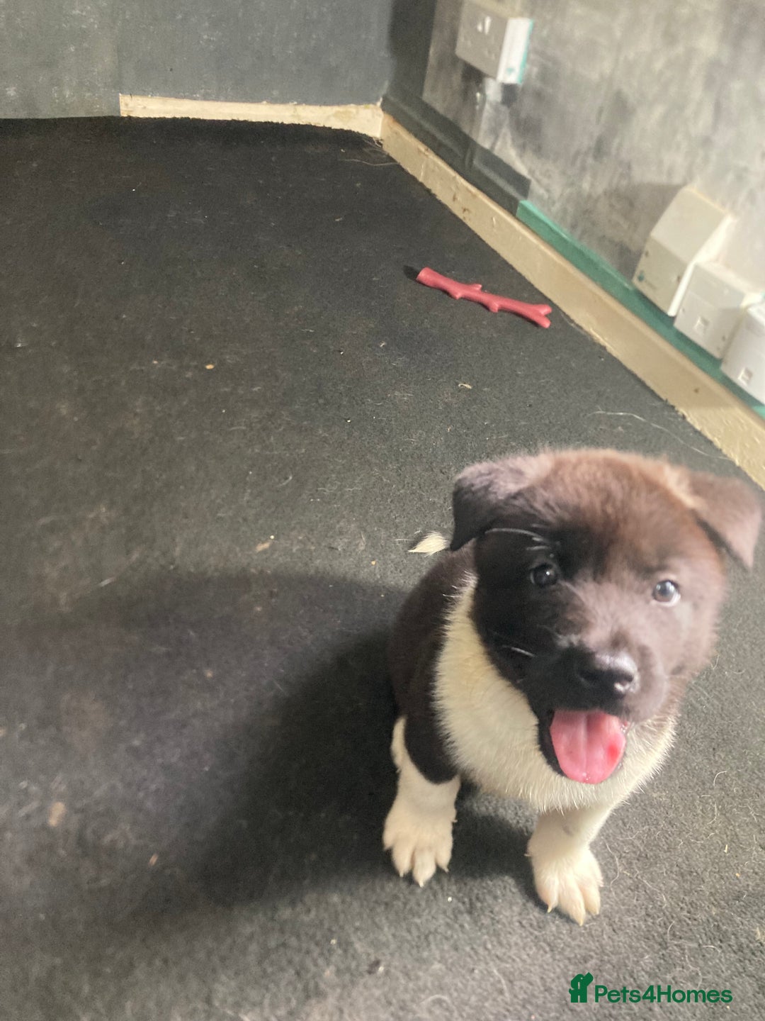 Akita dogs for sale: Akita puppies  - Image 14