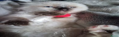 Ragdoll 1