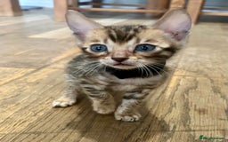 Bengal cats for sale: Update 3 Pedigree Bengals kittens for reservation  - Image 4