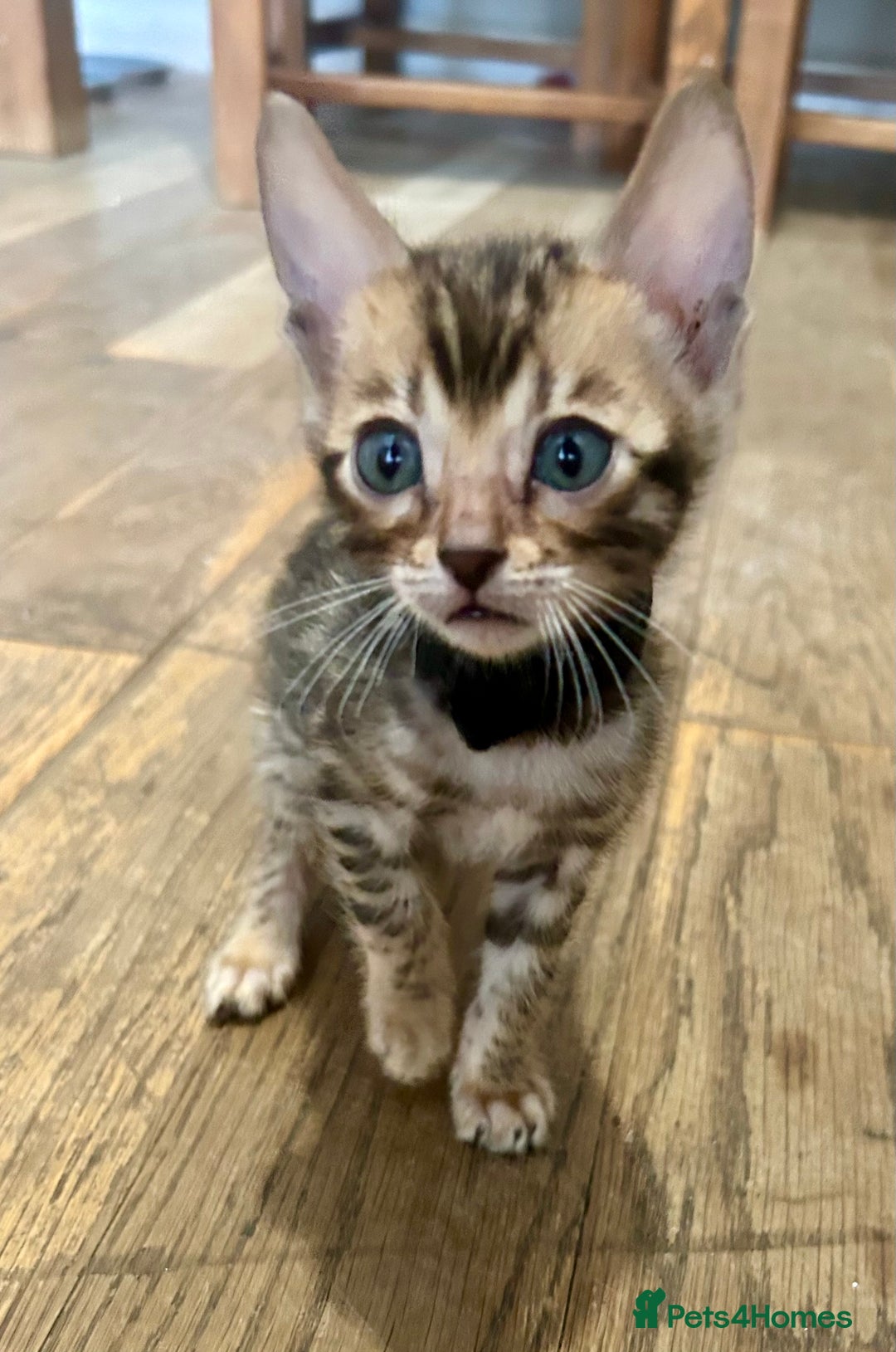 Bengal cats for sale: Update 3 Pedigree Bengals kittens for reservation  - Image 4