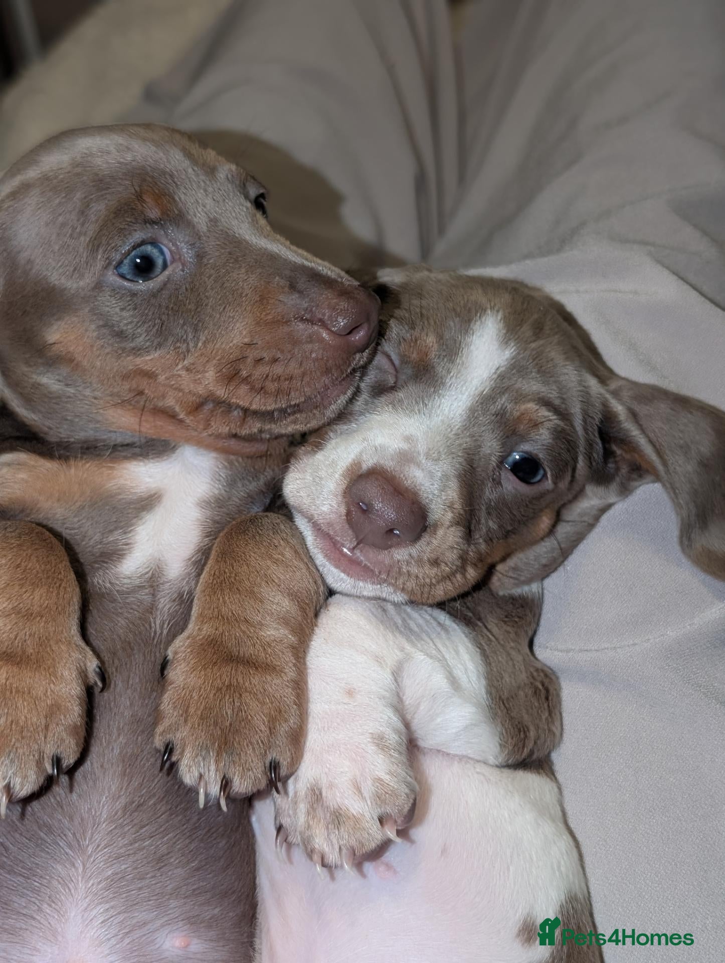 Miniature Dachshund dogs Gorgeous Purebred Miniature Dachshund Puppies - Advert 2