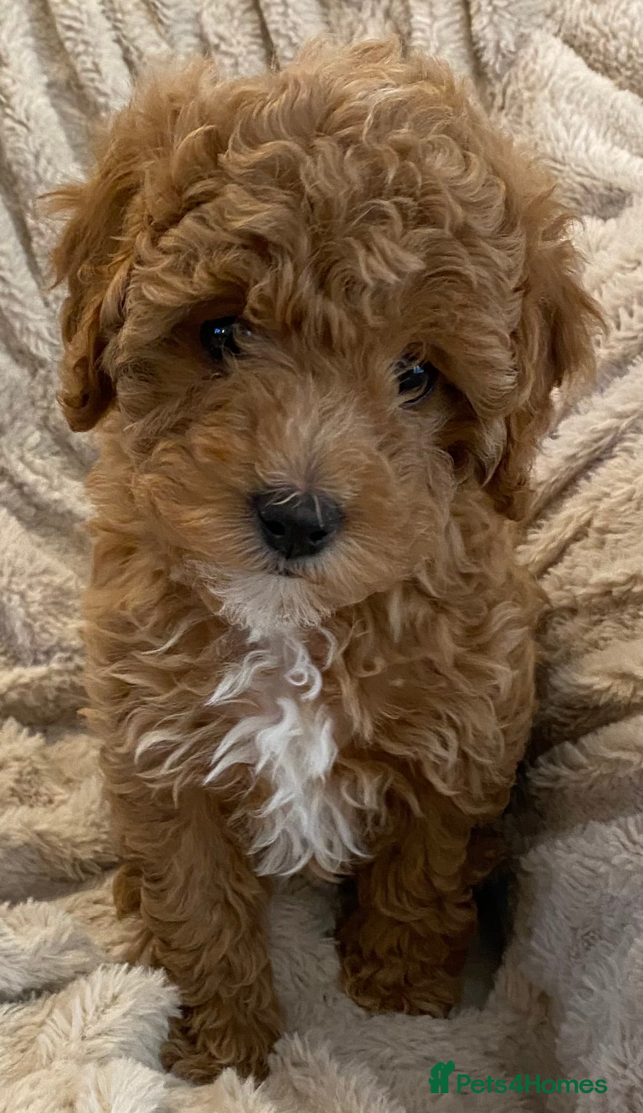 Cavapoo dogs Stunning Quality Cavapoo Puppies health checked  - Advert 8
