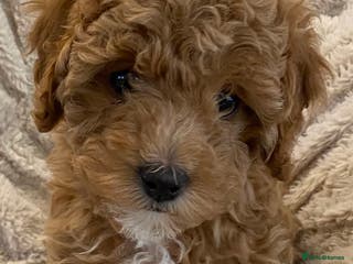 Cavapoo dogs ** All Puppies now Reserved ** - Advert 12