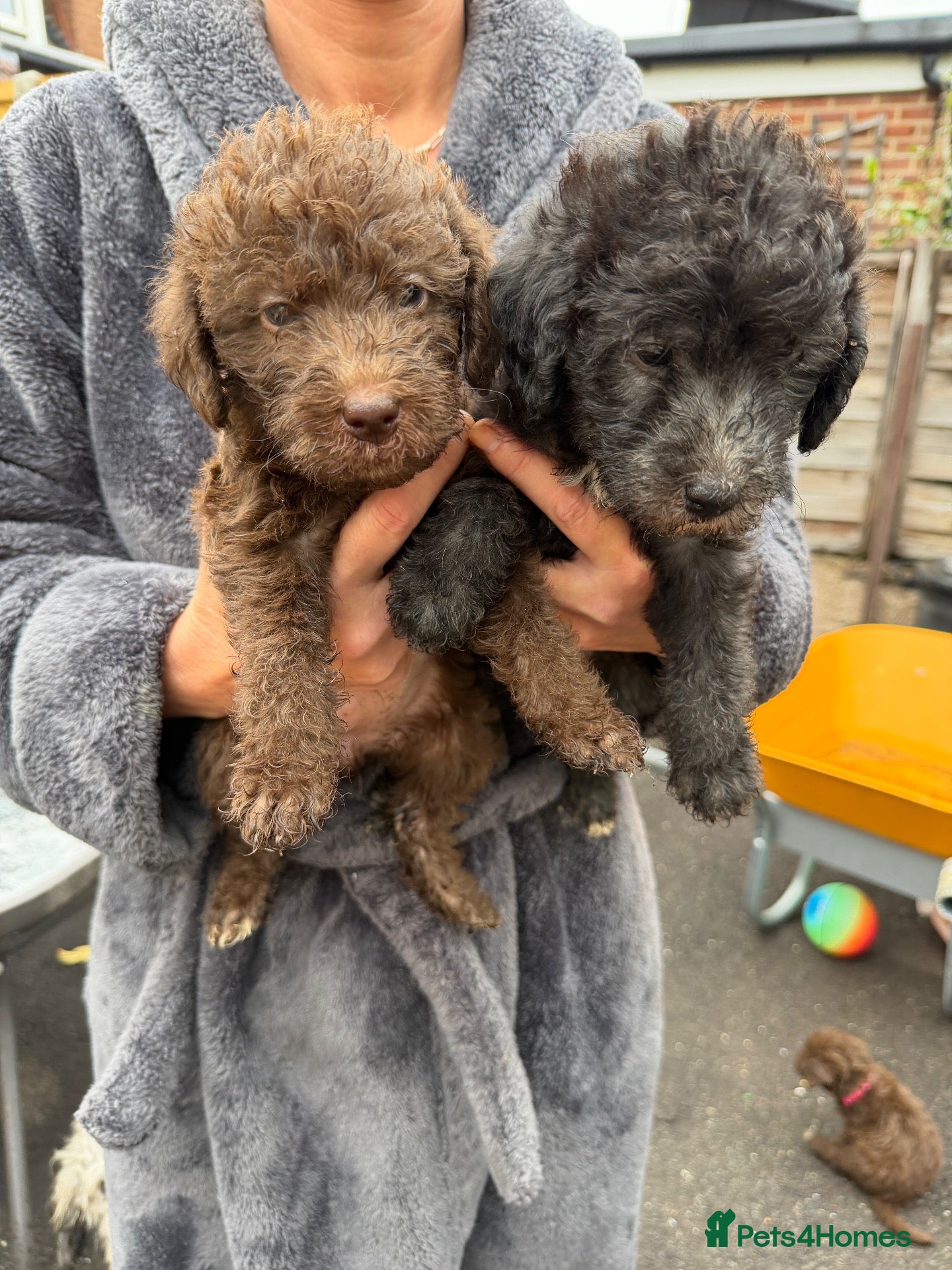 Bedlington Terrier dogs Bedlington terrier pups  - Advert 15