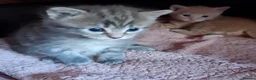 Mixed Breed cats for sale: Little girl looking for her new home - Advert 3