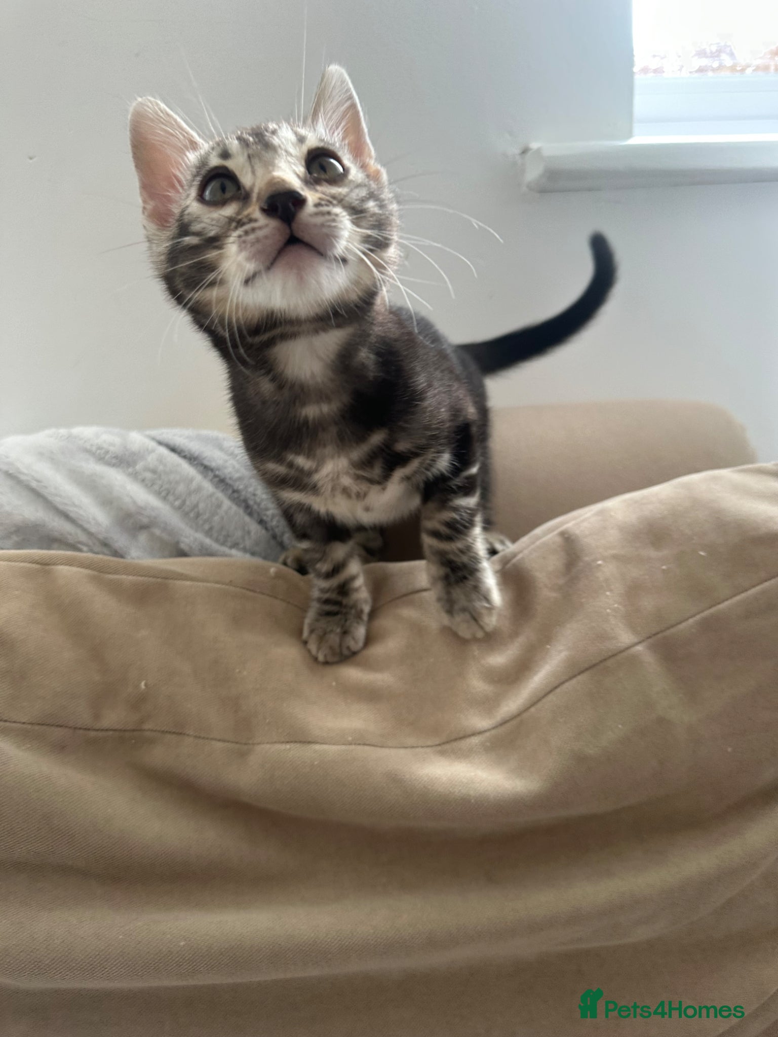 Bengal cats for sale: Bengal kittens for sale in Saffron Walden - Advert 25