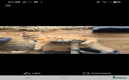 Maine Coon cats for sale: Mainecoon kittens  - Image 5