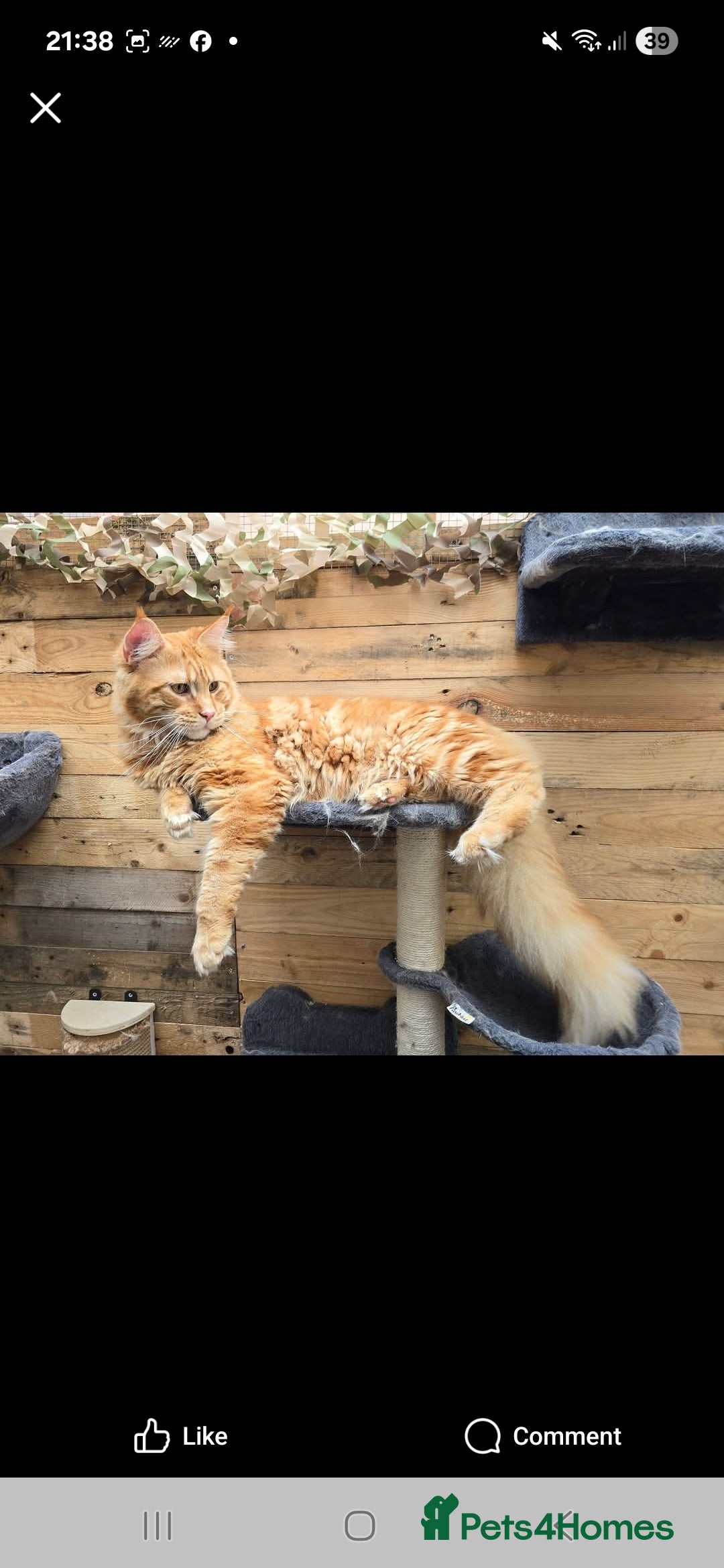 Maine Coon cats for sale: Mainecoon kittens  - Image 5