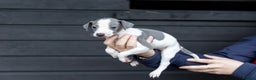 Italian Greyhound dogs for sale: READY TO GO IN 5 DAYS  - Advert 32
