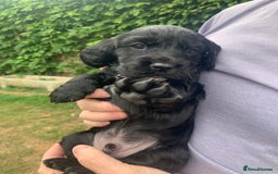 Sprocker dogs for sale: Gorgeous sprocker spaniel puppies  - Image 13