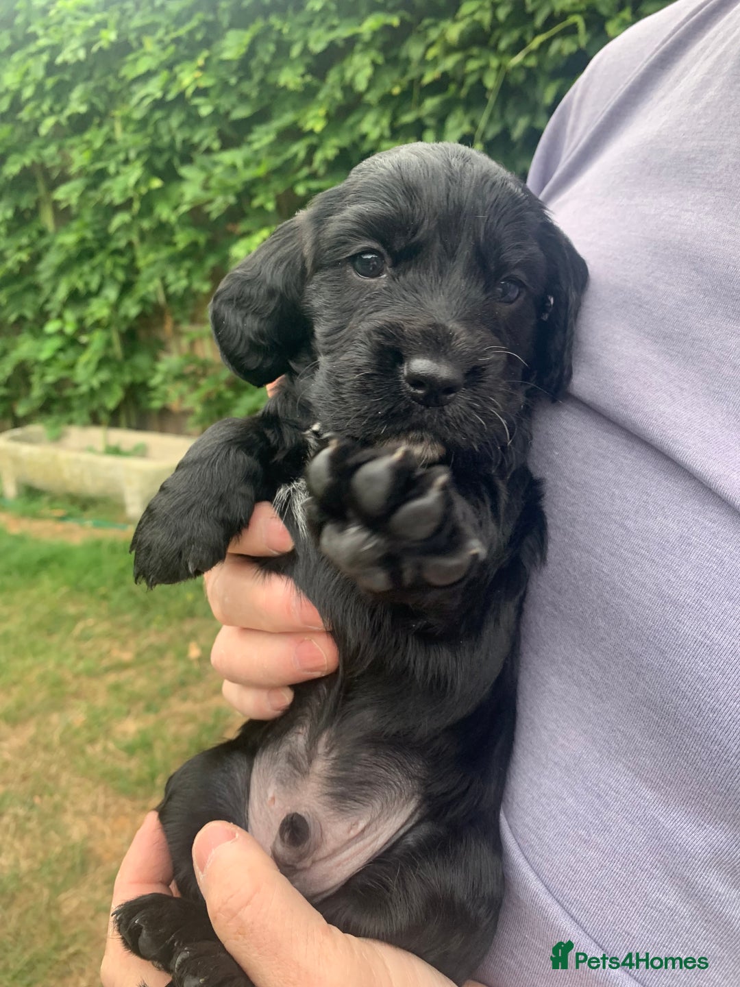 Sprocker dogs for sale: Gorgeous sprocker spaniel puppies  - Image 13