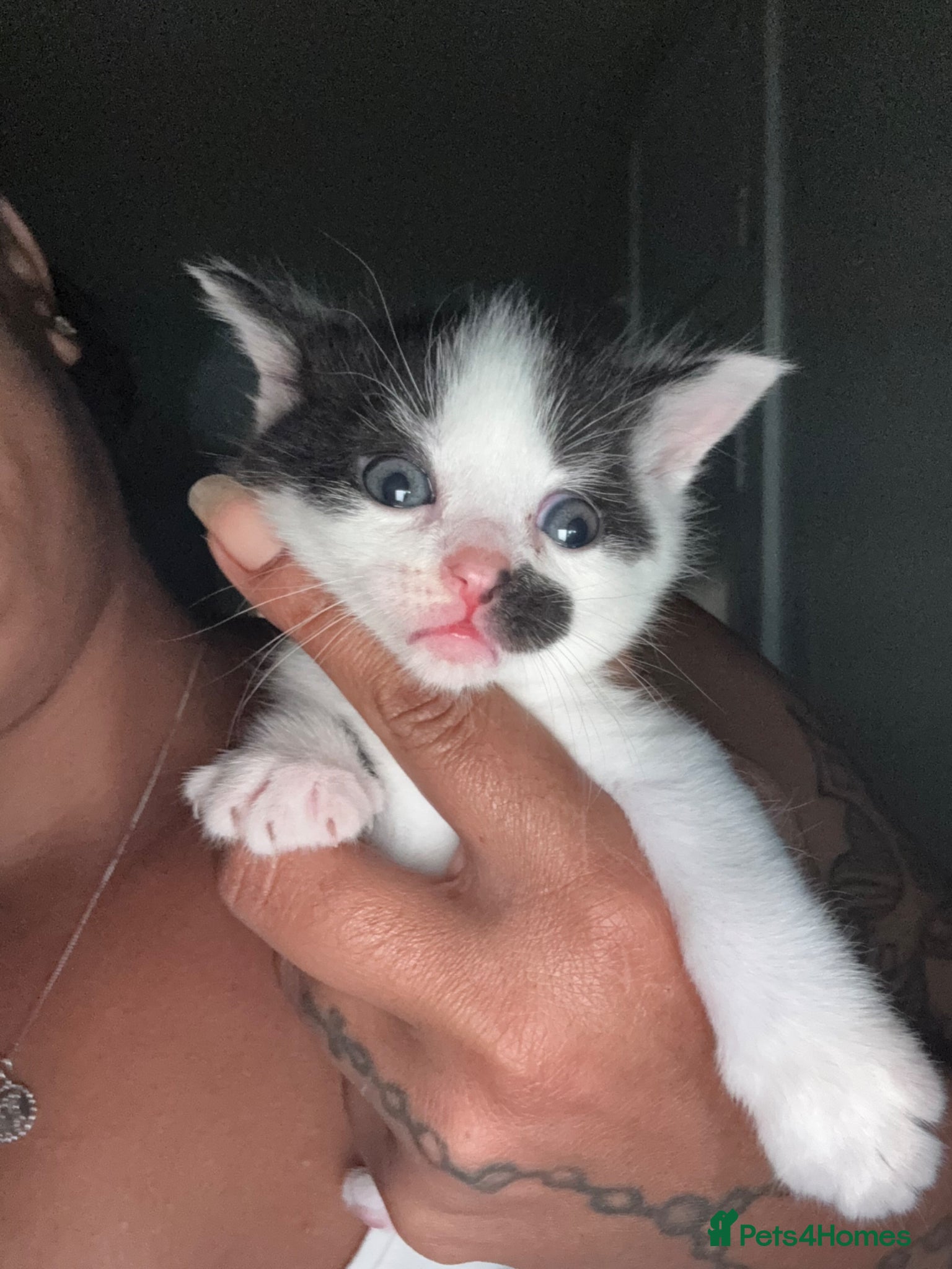 Mixed Breed cats for sale: Mixed Russian blue  - Advert 6