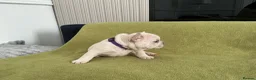 French Bulldog dogs for sale: French bulldog  - Advert 3