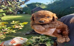 Cockapoo dogs for sale: Last one cockerpoo boy foxred  - Image 19