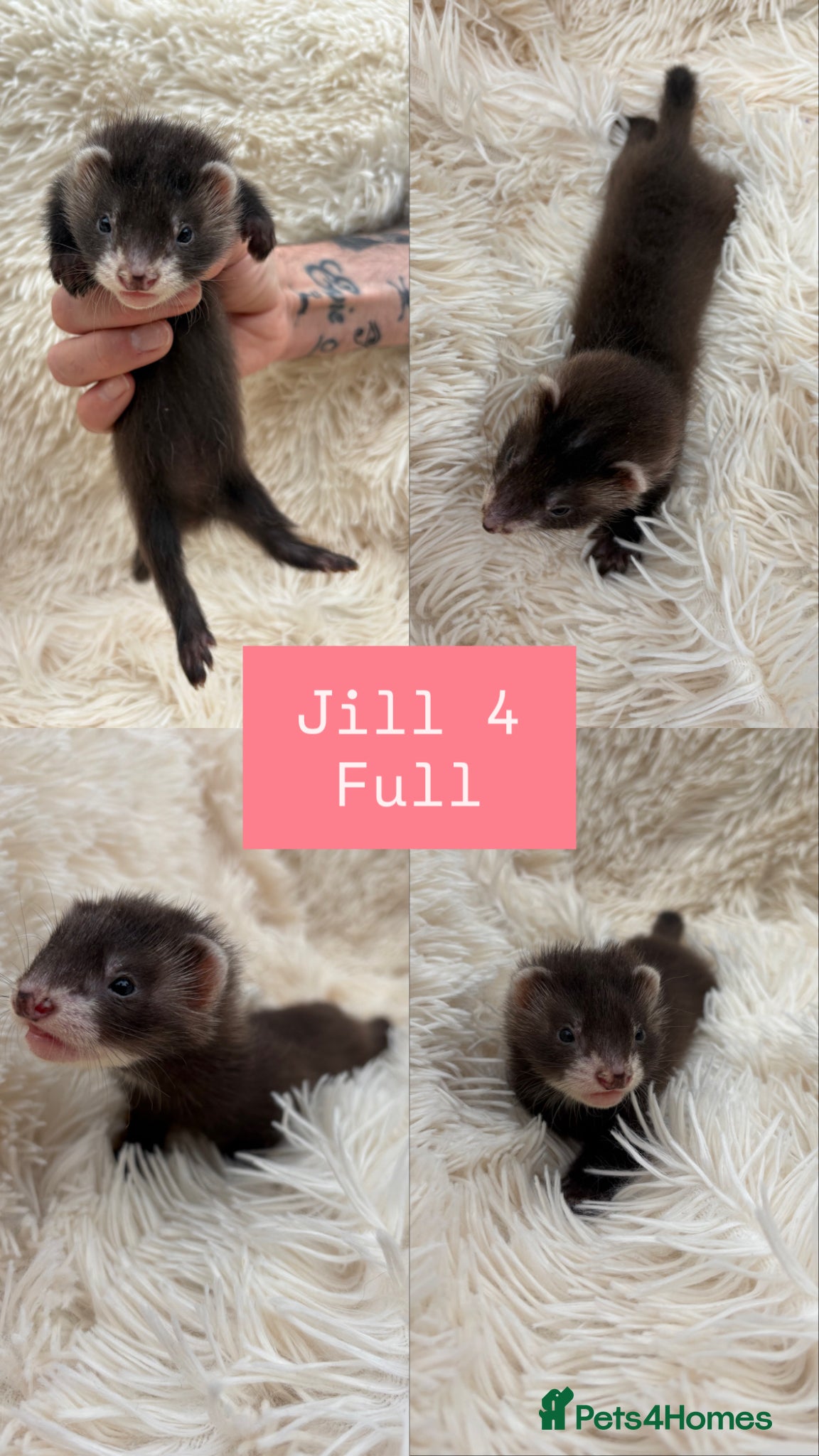 Ferret rodents Pedigree Full Angora jills x 2 £250  - Advert 1