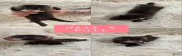 Ferret rodents for sale: Pedigree Full & semi Angora Ferret kits £150-£250  - Advert 5