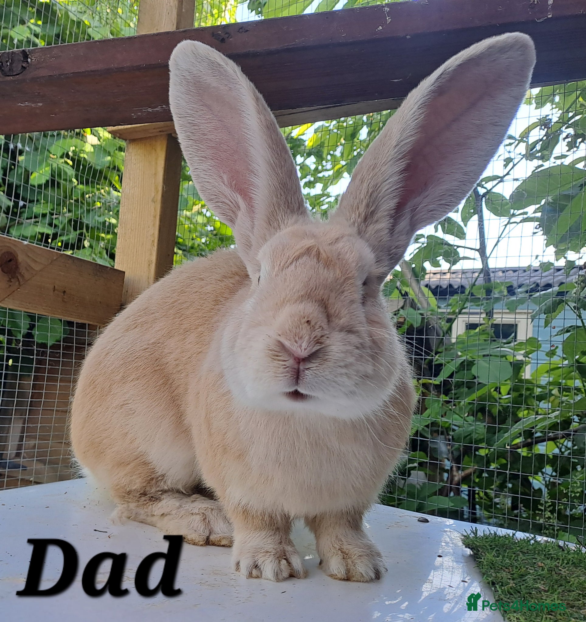 Continental Giant rabbits for sale: 10KG, Brc, show quality kits. MASSIVE  - Advert 11