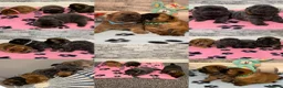 Chow Chow dogs for sale: K.c registered chow chow puppies - Advert 3