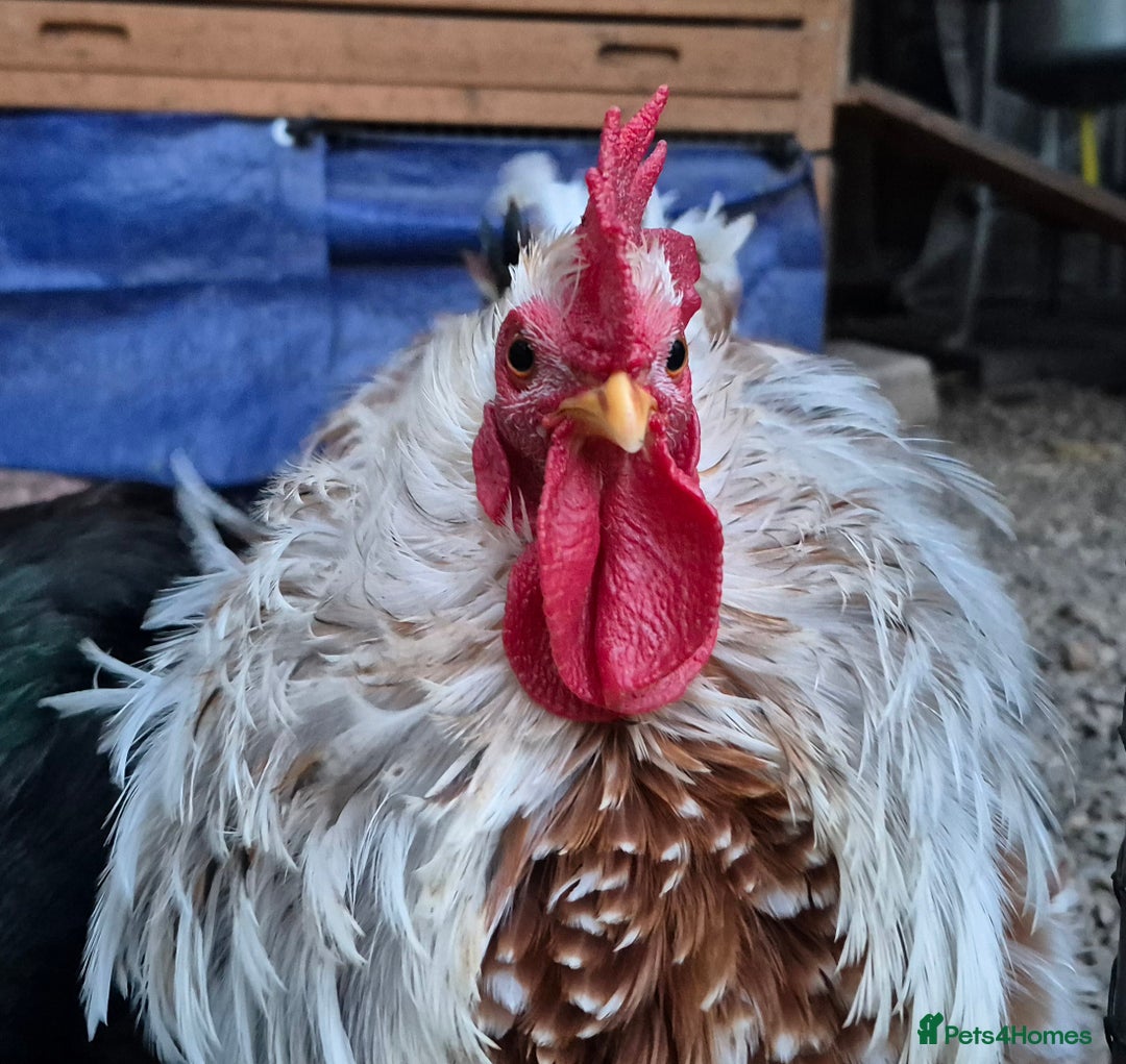 Chickens poultry for sale: Peking bantams and Polish bantams  - Image 14