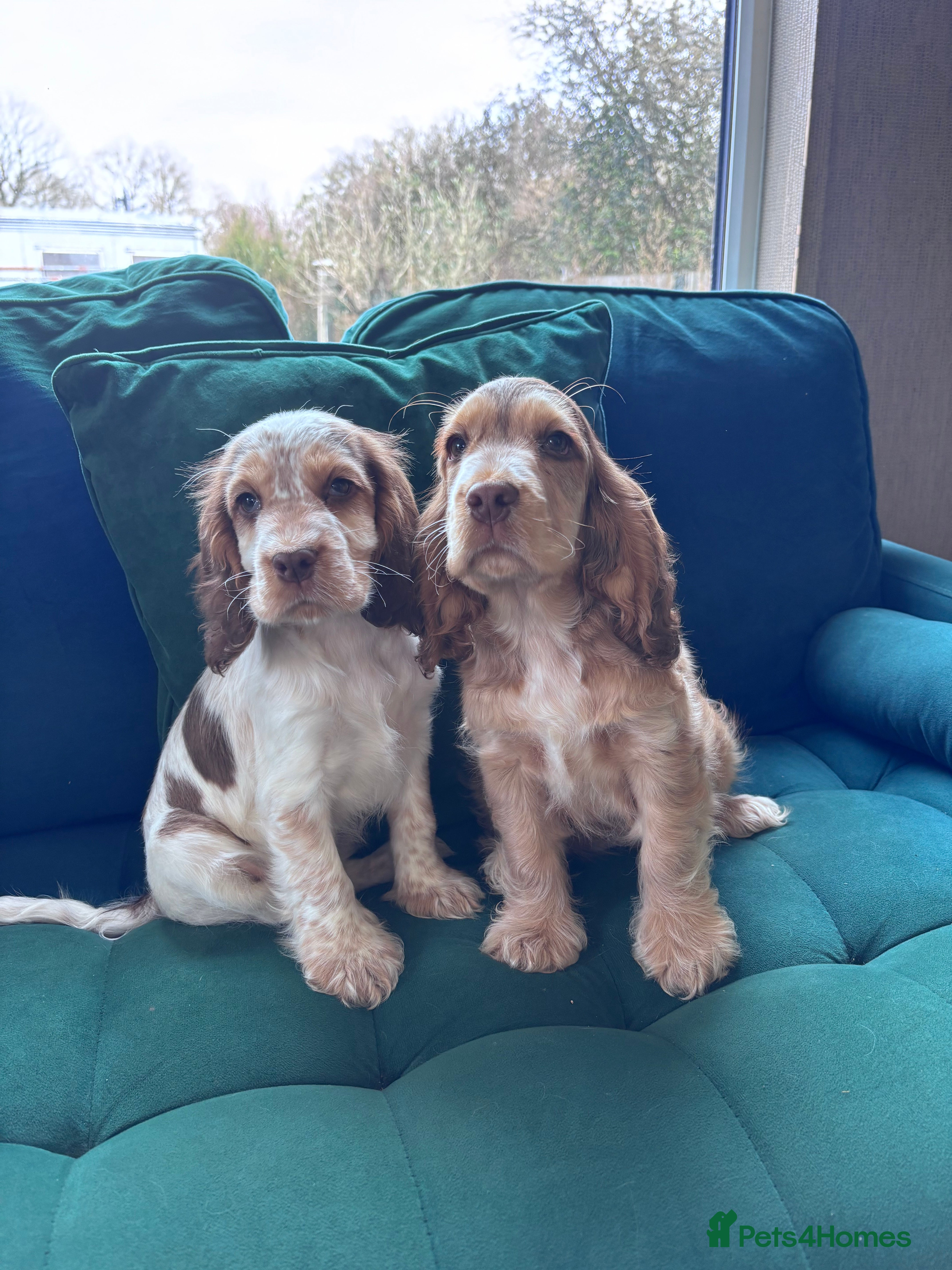 Cocker Spaniel dogs Gorgeous Sable Show cocker spaniel pups  - Advert 3