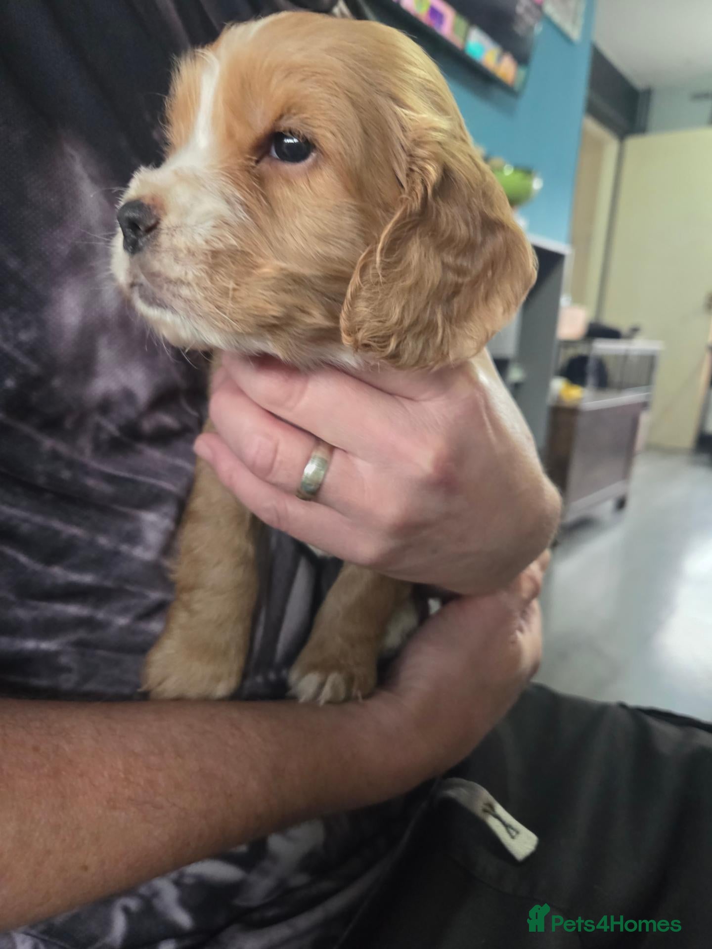 Cocker Spaniel dogs Beautiful litter of 4 male cocker spaniels  - Advert 2