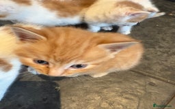Mixed Breed cats for sale: Home Reared Kittens - Image 1
