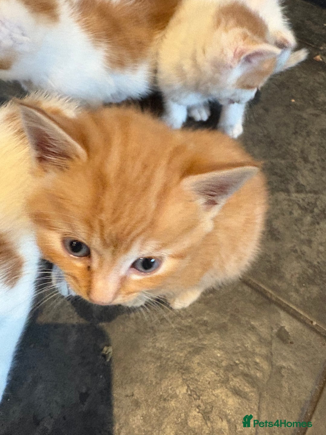 Mixed Breed cats for sale: Home Reared Kittens - Image 1