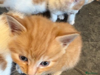 Mixed Breed cats - Advert 26