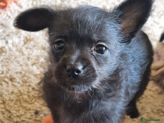 Mixed Breed dogs Pomchipoo girls - Advert 1