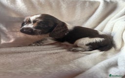 Sprocker dogs for sale: unbelievably marked sprockers 😍 - Image 35