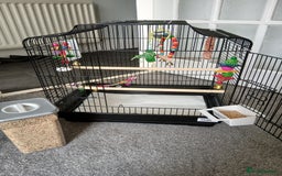 Budgerigars birds for sale: Male budgie ( green yellow black ) - Image 4