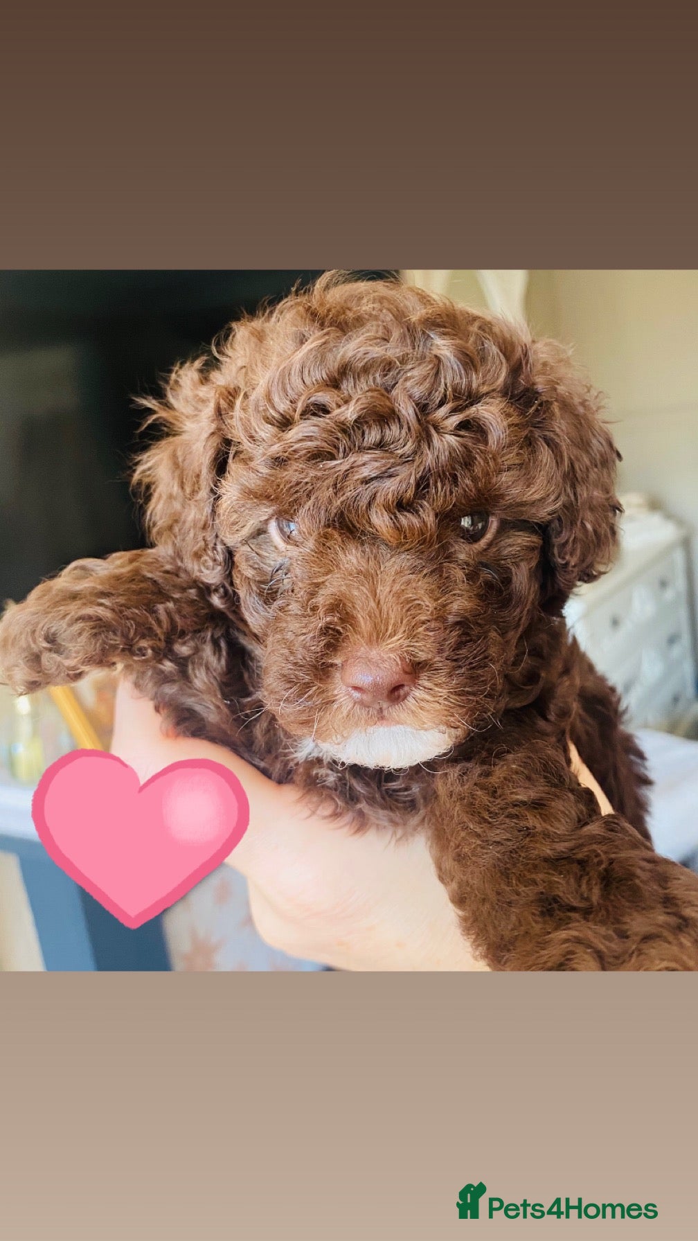 Cavapoo dogs 🤎🐾 Gorgeous Chocolate Cavapoo Puppies 🐾🤎 - Advert 5