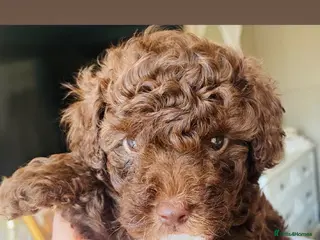 Cavapoo dogs 🤎🐾 REDUCED Chocolate Cavapoo Puppy 🩷 🐾🤎 - Advert 1