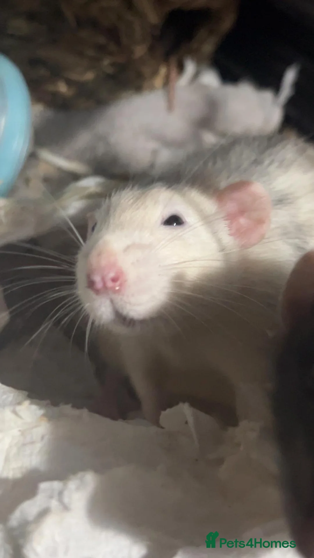 Rat rodents for sale: Rats x4  - Advert 2