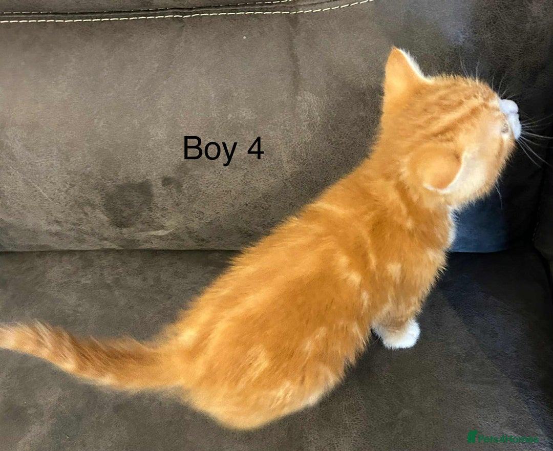 British Shorthair cats for sale: Stunning kittens available  - Image 13