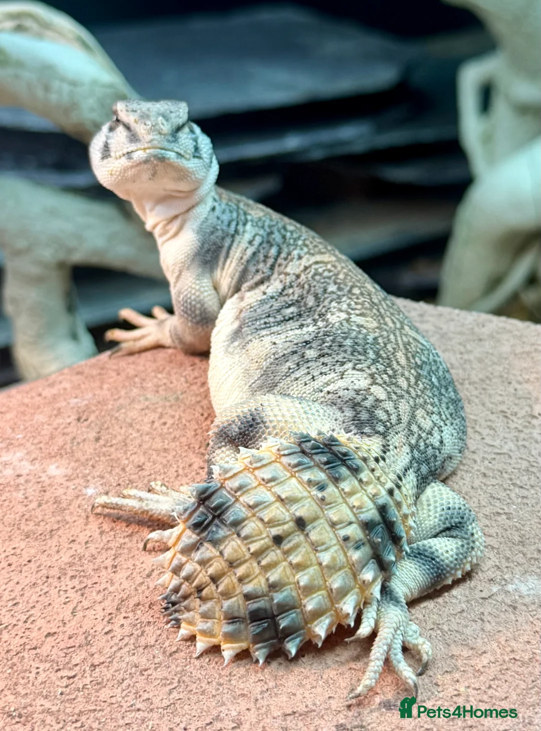 Lizard reptiles for sale: Euromastyx Thomasi  - Advert 4