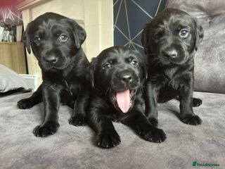 Labrador Retriever dogs Stunning litter of KC black labradors - Advert 17