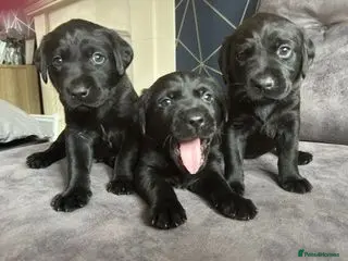Labrador Retriever dogs Stunning litter of KC black labradors - Advert 17