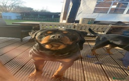 Rottweiler dogs for stud: Rottweiler Stud  in Dunstable - Image 3