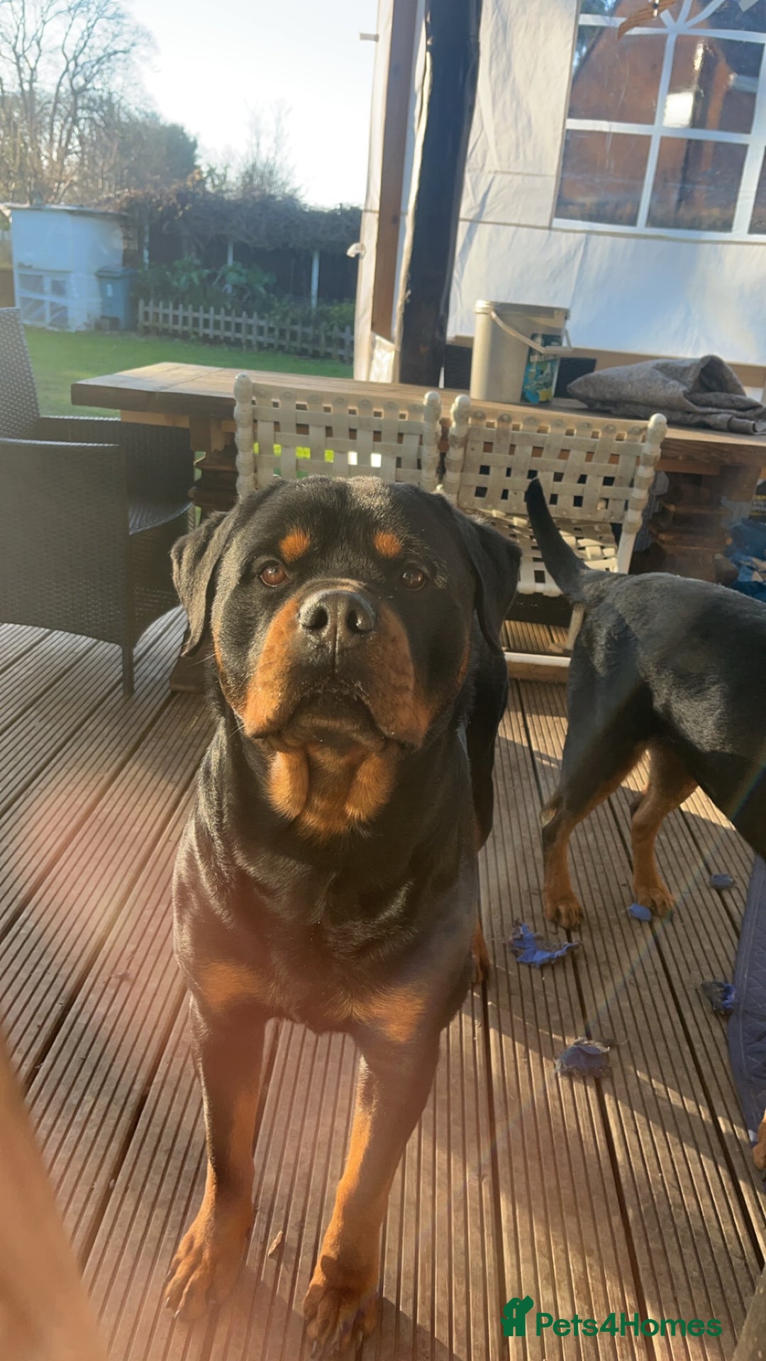 Rottweiler dogs for stud: Rottweiler Stud  in Dunstable - Image 3