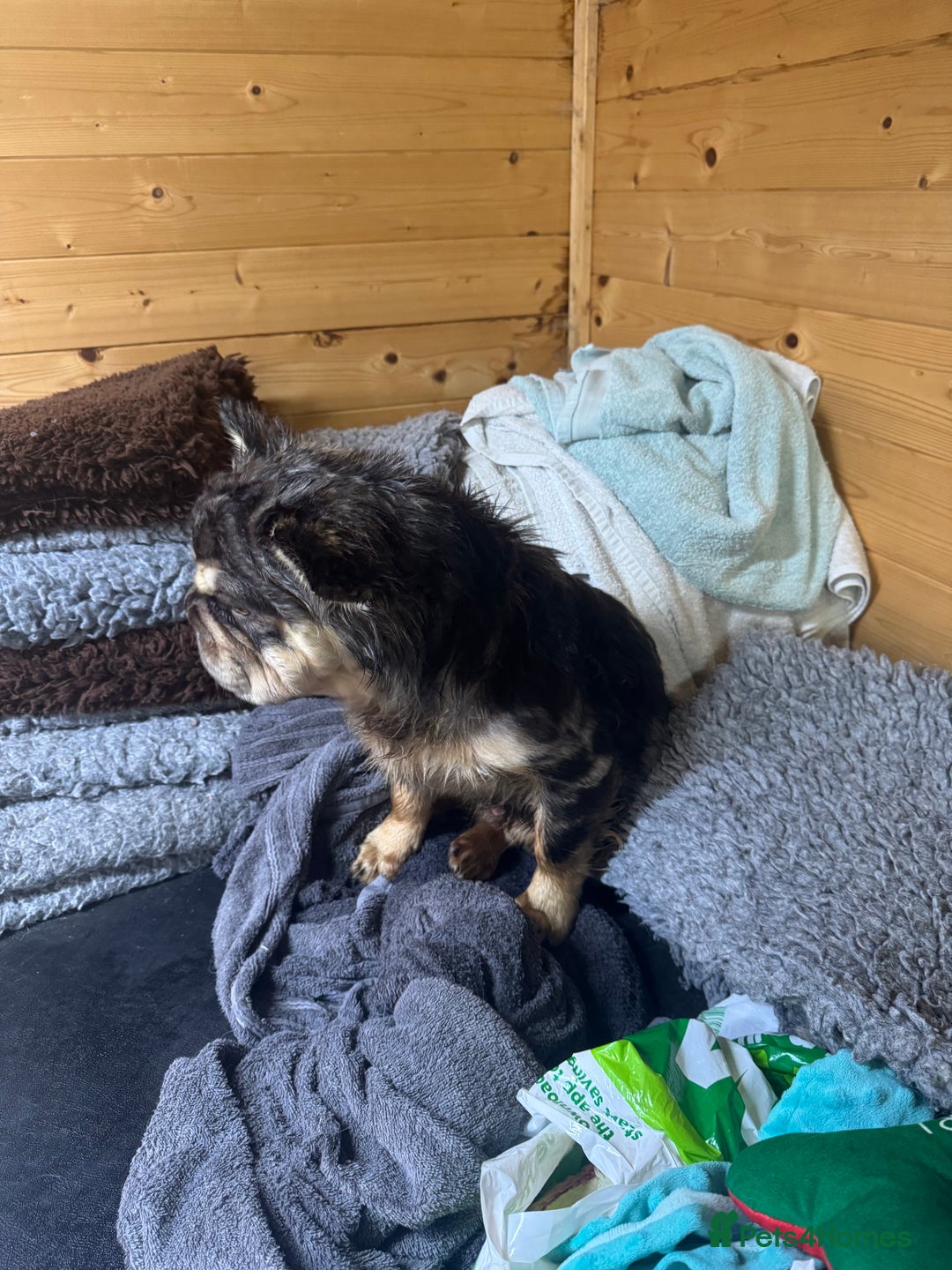 French Bulldog dogs for stud: French bulldog visual full fluffy carrying pink  in Dagenham - Advert 6