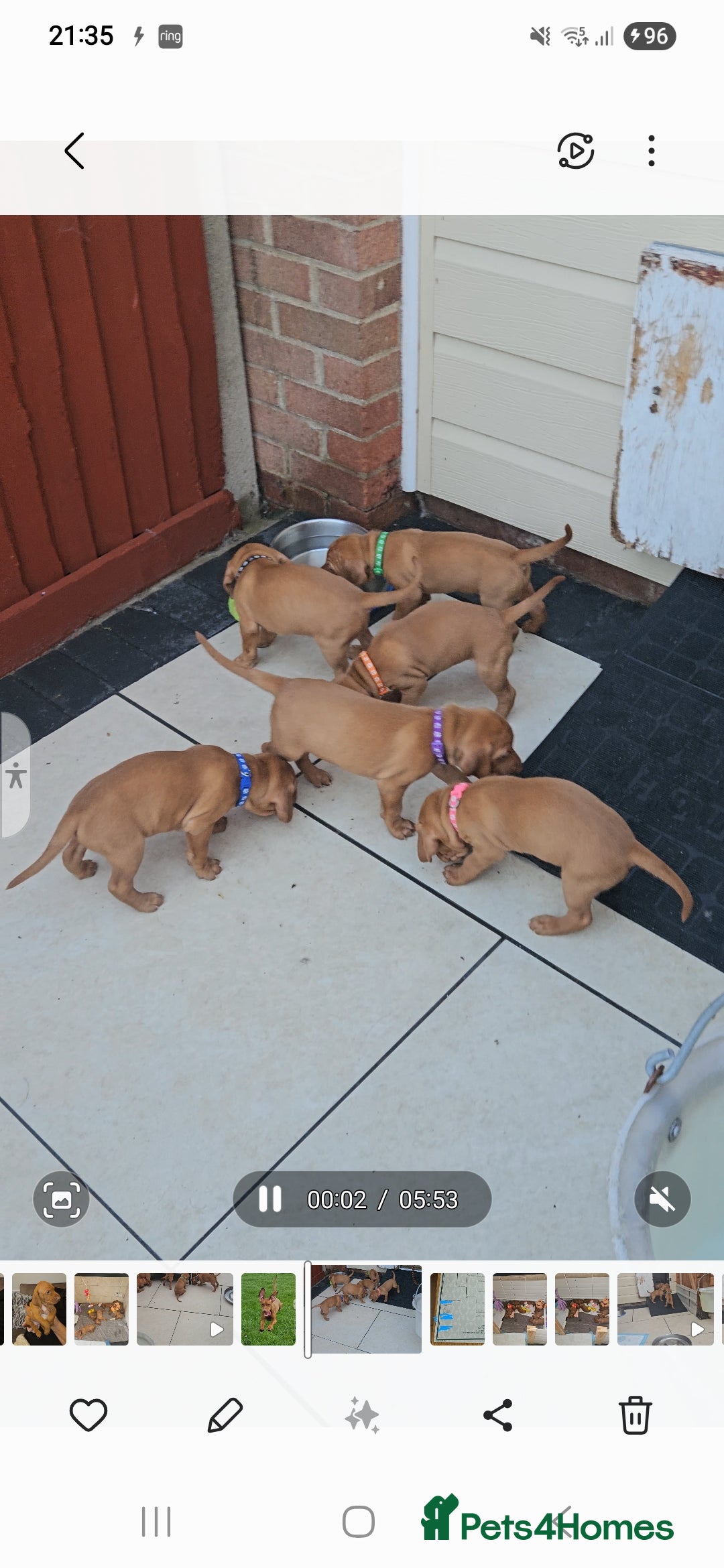 Hungarian Vizsla dogs for sale: Hungarian vizsla puppies  - Image 5