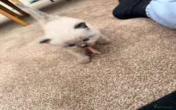 Ragdoll cats for sale: 3 stunning chunky ragdoll girls  - Advert 9