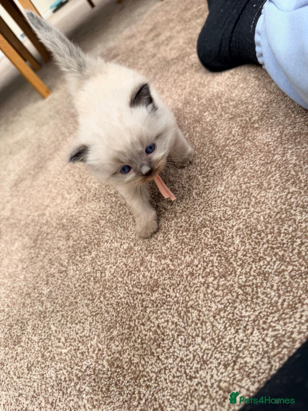 Ragdoll cats for sale: 3 stunning chunky ragdoll girls  - Advert 9